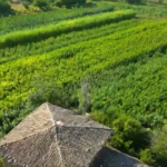 GİRGİN FİDANCILIK