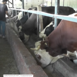 İMREN BESİ ÇİFTLİĞİ